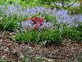 Spanish Bluebell / Hyacinthoides hispanica  